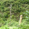 Plants: image 89 Of 116 Thumb